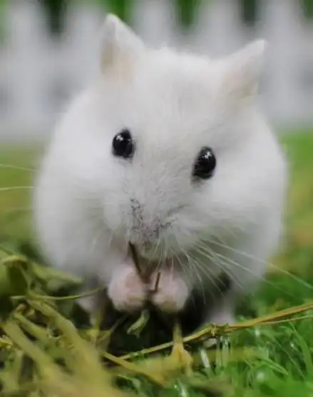 银狐仓鼠