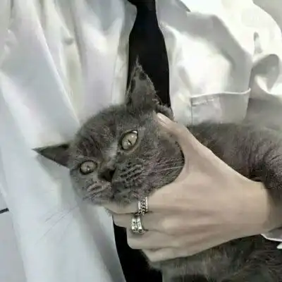  qq头像男生抱着宠物抱着猫的帅气头像