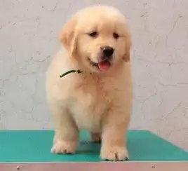  图深圳扬帆犬舍深圳哪里买金毛犬高端宠物狗cku犬舍深圳宠物狗