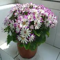  富贵菊微信头像图片微信头像图片大全