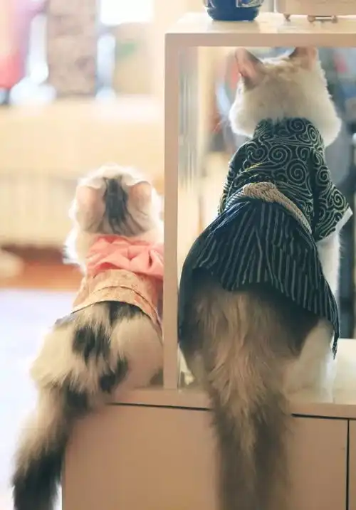  每日吸猫净化灵魂