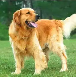  拉布拉多犬和金毛寻回犬是同一种吗