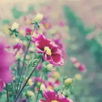  中年女人微信头像图片花朵微信头像图片大全