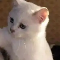 闺蜜猫咪头像一对可爱微信头像图片大全
