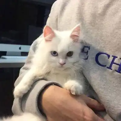  qq萌头像萌头像男生女生超萌头像卡通腾牛个性网