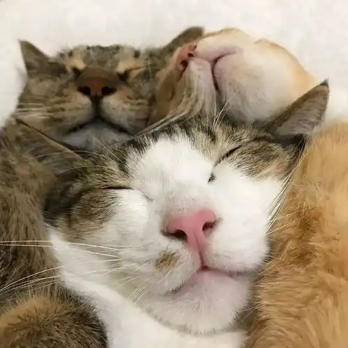 天冷了,又到了抱猫取暖的时节了