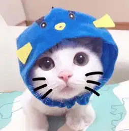  为什么没有听说过遛猫知道真相后恍然大悟