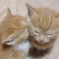 橘猫情侣头像一左一右柴犬和橘猫的情侣头像