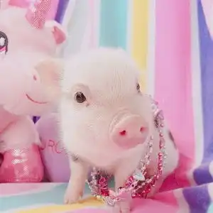  唯美超萌小粉猪可爱微信头像2