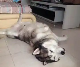  二货哈士奇因女友个主人回家过年无法见面,在家难过的哭