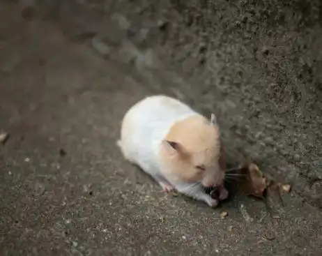  生肖鼠不同年份出生的属鼠人,2021年财运大解析