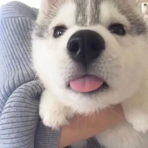  想让狗狗更亲近,更信任自己做好这几件事就可以