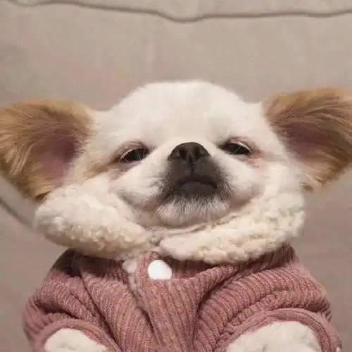  甜甜的小句子,小众情侣头像