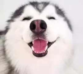  威风霸气颜值爆表的二哈,也会变美丽的小公举得时候