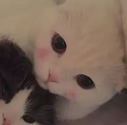 网友以前我是不喜欢猫的,但看到这一只真是要命了