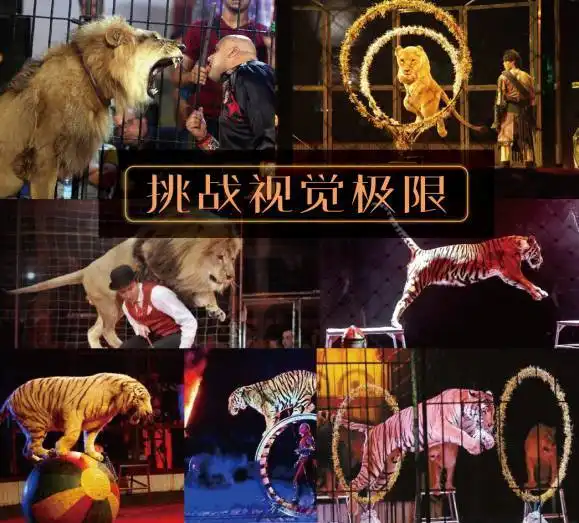 免费送票啦国际级马戏团杂技表演来潍坊了