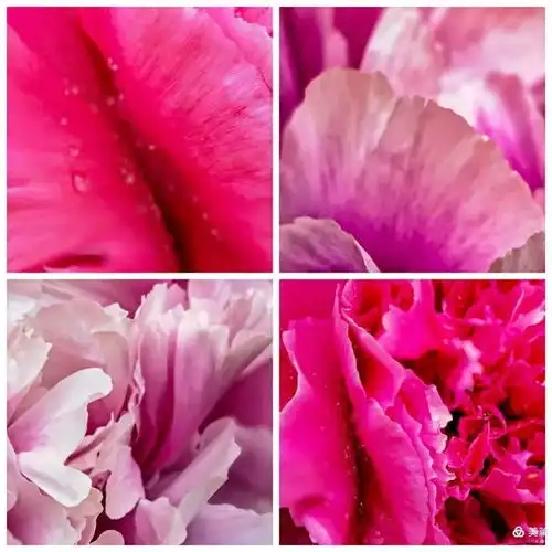  遇见四月,洛阳牡丹