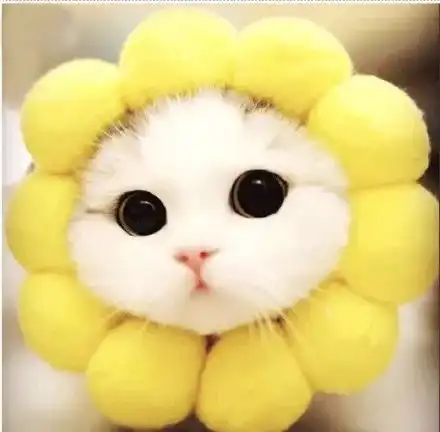  最易发胖的猫咪排行榜里,排在第一位的竟不是橘猫...