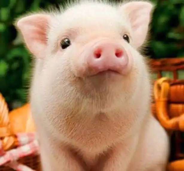  一大波萌宠来袭,我的心都要融化了