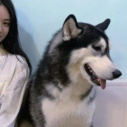  超级甜的情侣头像撩不动你算我输