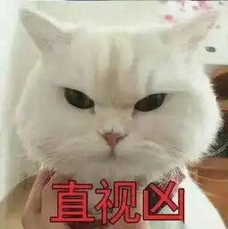  超级凶的猫咪表情包