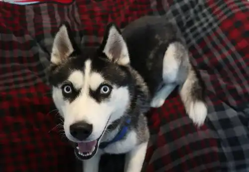  情侣搬家却将哈士奇锁在后院,狗狗被发现时锁链已经勒进了肉里