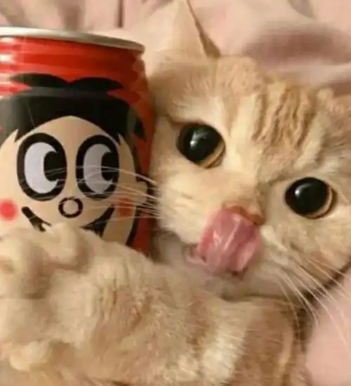  萌宠头像快来接受你的小可爱