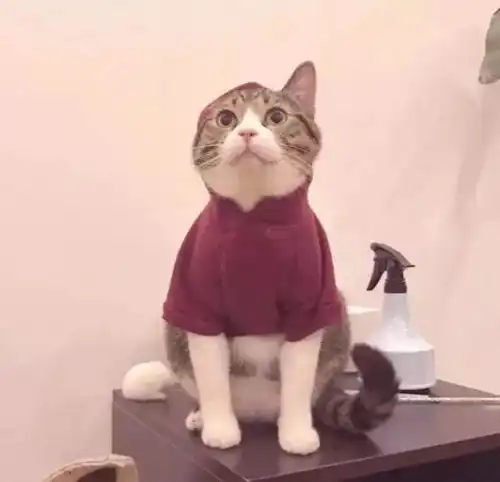  头像壁纸我不愿和你有一秒遗憾