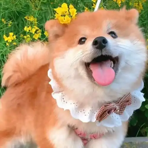  过年衣服买好了嘛我今年准备走复古风穿去年的狗狗头像