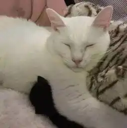  大猫成为了职业爸爸,每一只捡来的猫都是它的孩子