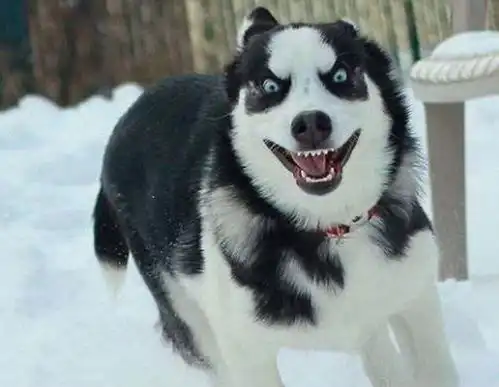 赖皮二哈挨着柯基睡,柯基被挤成腊肠,二哈柯基牌背枕真不错
