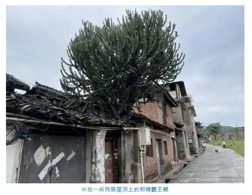  第三批省级历史文化街区名单出炉西昌这些老街上榜