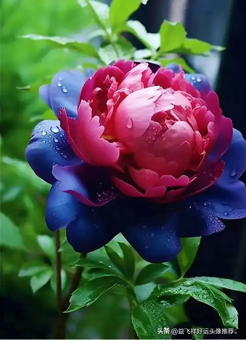  益飞祥好运头像推荐的头条主页今日头条