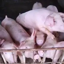  常年供应各种种猪价格常年供应各种种猪公司图片视频