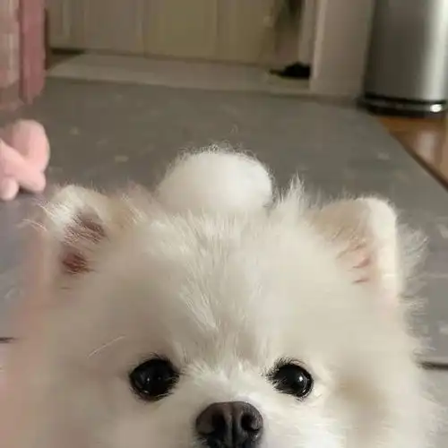  小狗狗头像系列五