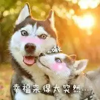  关于汪星人系列表情包