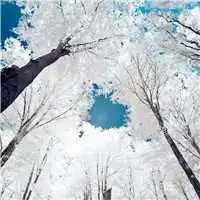  下雪冬天的微信头像微信头像图片大全