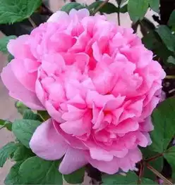  洛阳牡丹品种介绍,美哭了再也不用满大街问了