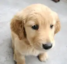  纯种金毛犬要多少钱