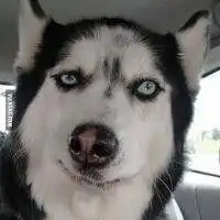  大哈士奇情侣头像高清微信头像图片大全