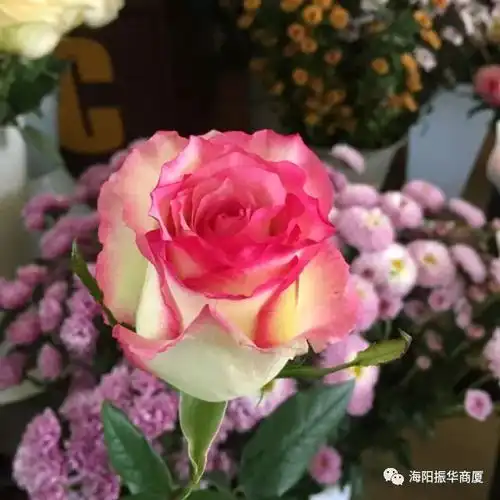  海阳振华商厦5f新品贺新春,情人节的唯美献礼购物送鲜花