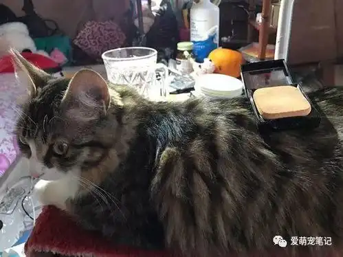  喂养一年的流浪猫意外去世,女孩在接到电话通知后情绪一下子失控