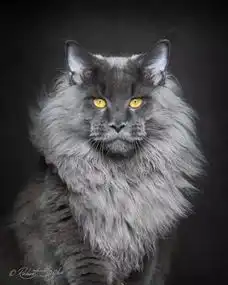  这可能是世界上最雄伟霸气的猫了