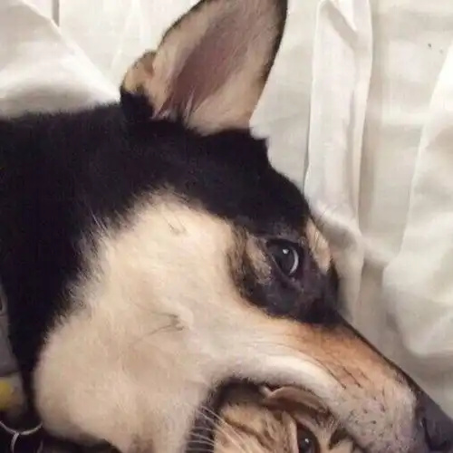  有没有好看或者沙雕的猫猫情头