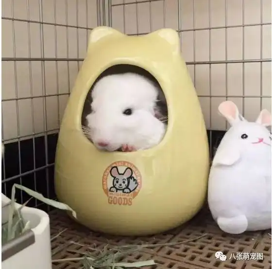  听说看到这样萌萌哒的龙猫,就会......