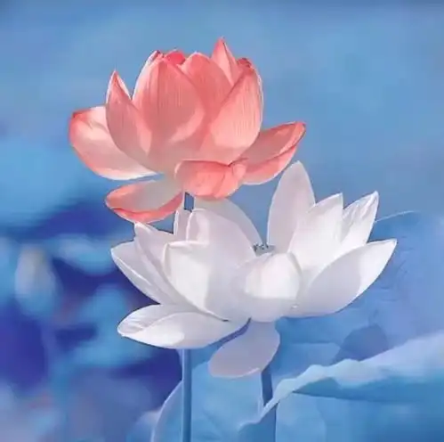  次第花开当明白了这三点,人生就不必再焦虑