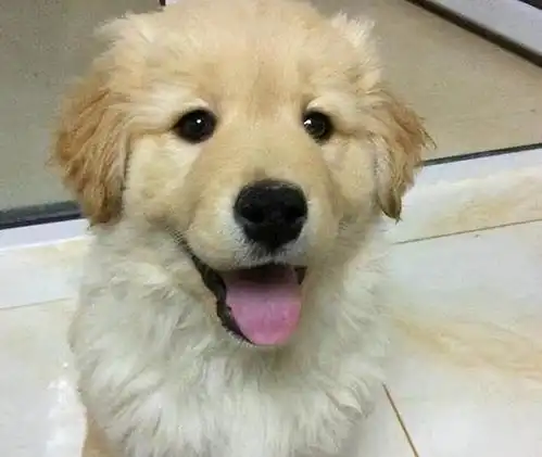  3个月小金毛因太丑在宠物店无人问津,被我买回家后老板亏大了