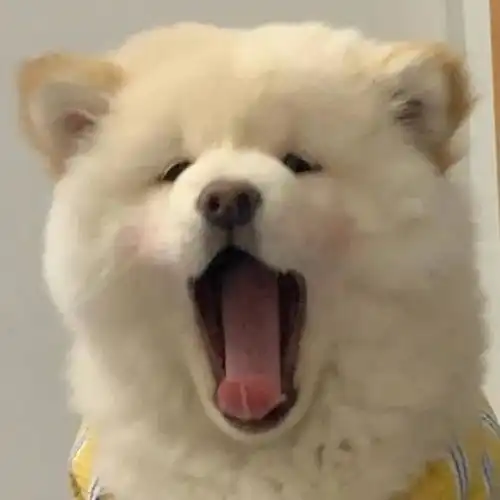  可爱猫咪头像永远臣服于温柔