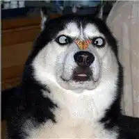  二哈你蠢爆了蠢萌向哈士奇头像