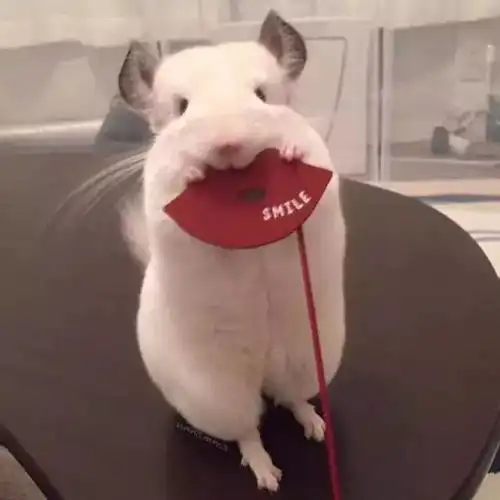  听说看到这样萌萌哒的龙猫,你的愿望也会实现